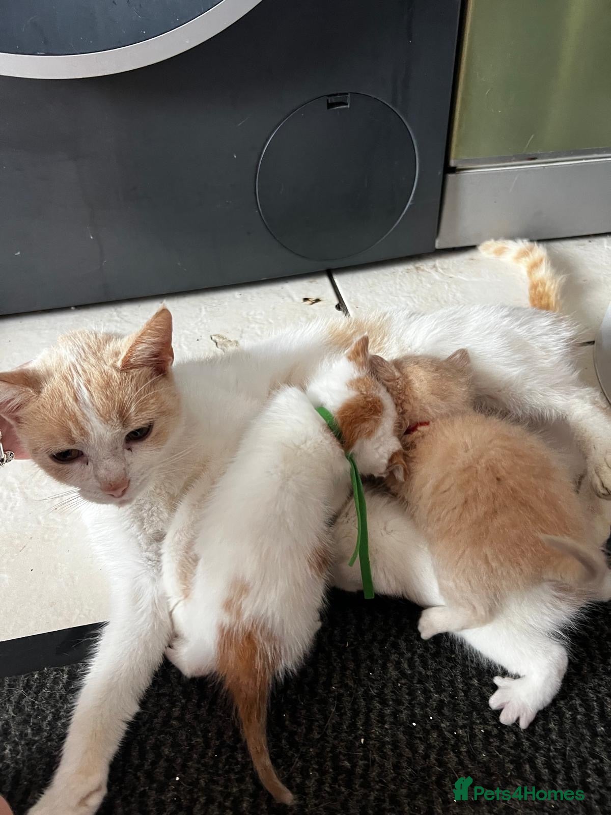 Mixed Breed cats Stunning white & ginger girl kittens x 3  - Advert 2