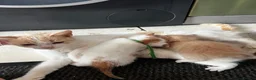 Mixed Breed cats for sale: Stunning white & ginger girl kittens x 3  - Advert 1