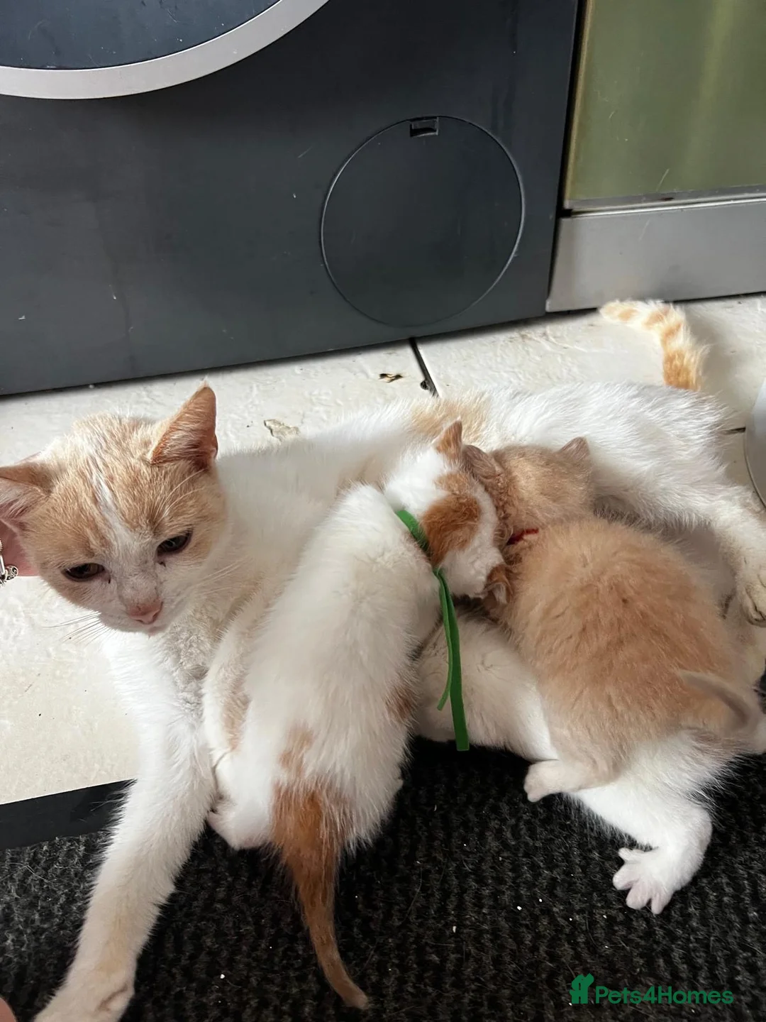 Mixed Breed cats for sale: Stunning white & ginger girl kittens x 3  - Advert 1