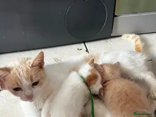 Mixed Breed cats Stunning white & ginger girl kittens x 3 - Advert 2