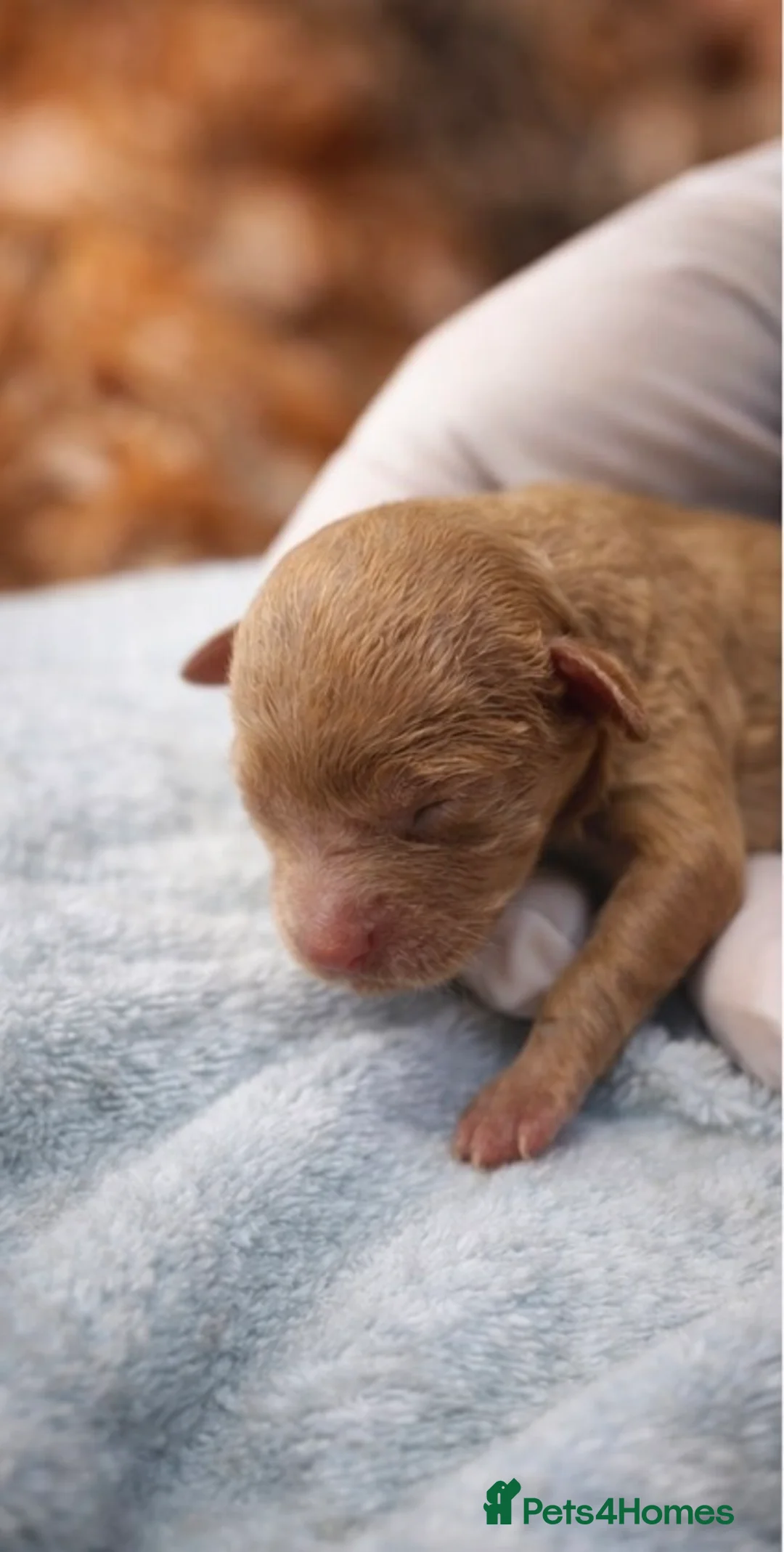 Toy Poodle dogs for sale: Kc registered toy poodle in Newcastle upon Tyne - Advert 2