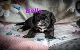 Sheepadoodle dogs for sale: *2 GIRLS LEFT* F1 DNA tested sheepadoodles  - Image 5
