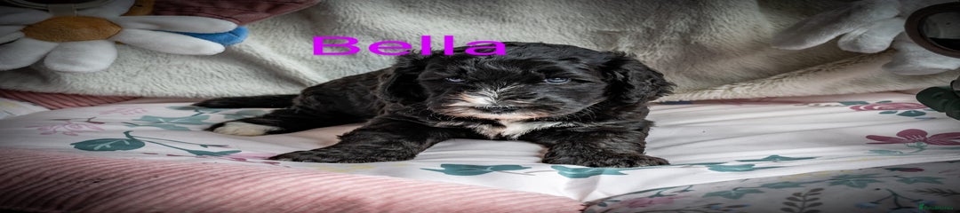 Sheepadoodle Puppy 4