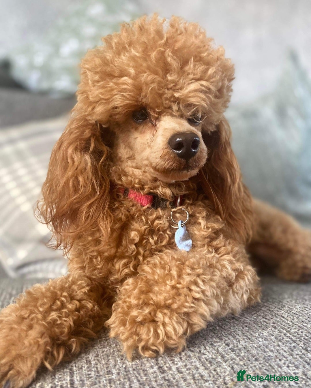 Cavapoo dogs F1b Cavapoo puppies!  - Advert 2