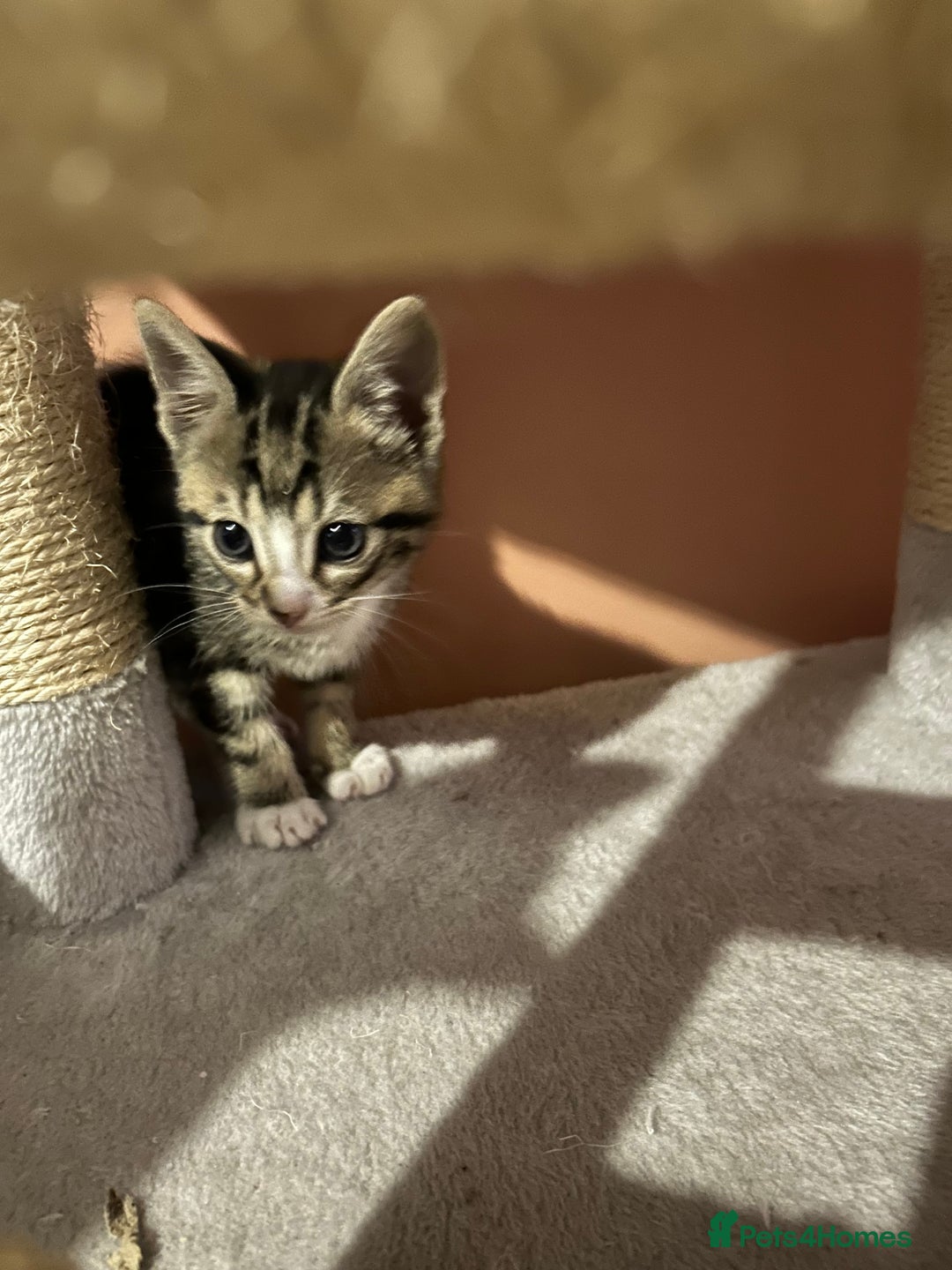 Mixed Breed cats for sale: 3 kittens for sale  - Advert 3