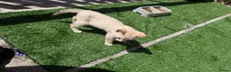 Bengal cats for sale:  Snow Lynx bengal  - Advert 5