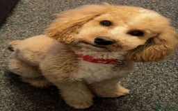Mixed Breed dogs for sale: Cavapoochon puppies  - Image 8