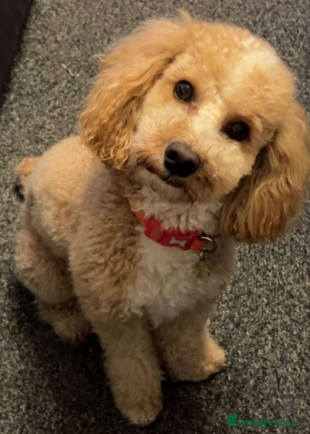 Mixed Breed dogs for sale: Cavapoochon puppies  - Image 8