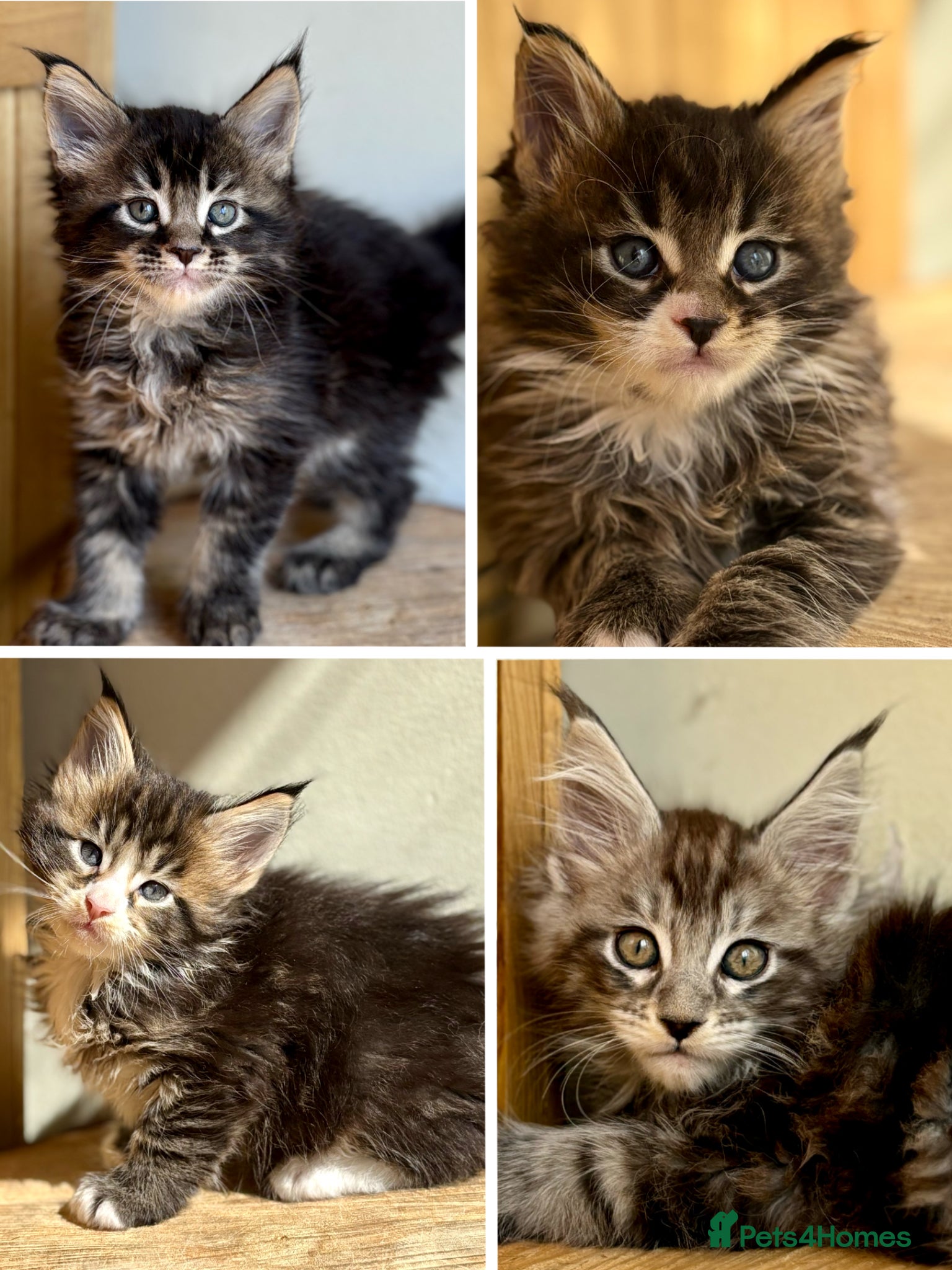 Maine Coon cats Beautiful Maine Coon kittens - Advert 1