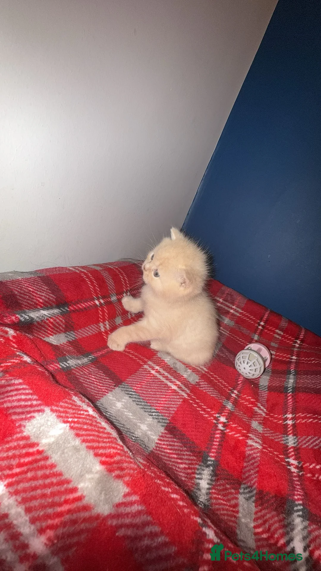 British Shorthair cats for sale: GCCF Male & Female Champion parents  - Advert 10