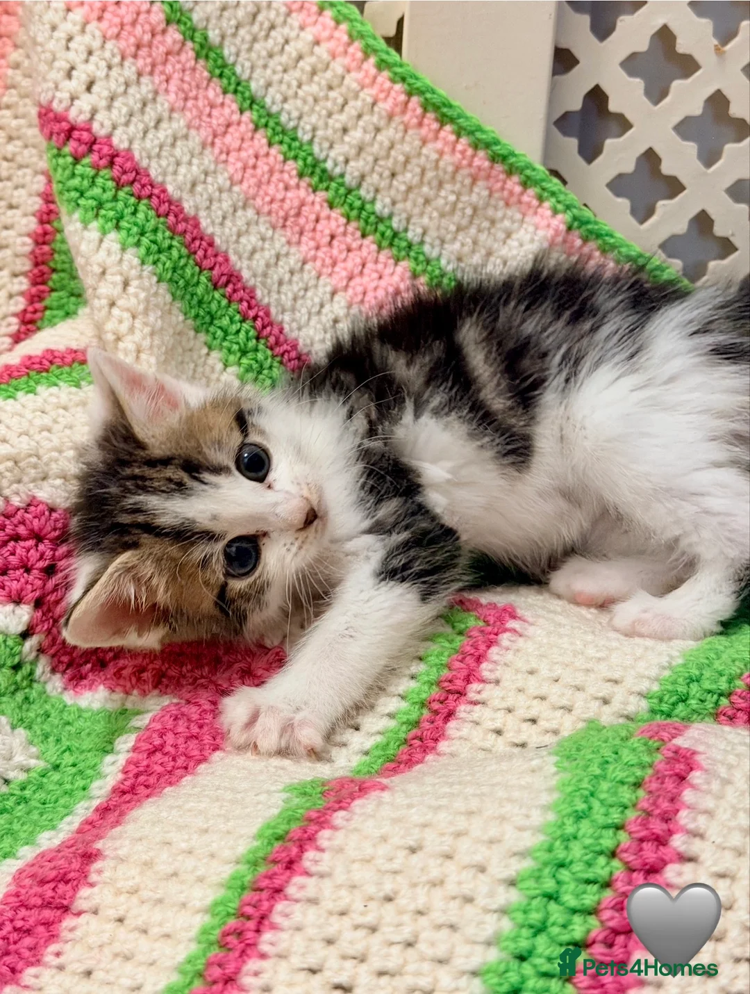 Mixed Breed cats for sale: 💖 MAINE COON X RAGDOLL *PARENTS HEALTH TESTED* 💖 - Advert 30