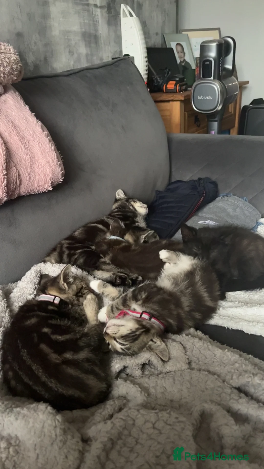 Mixed Breed cats for sale: 5 kittens  - Advert 14