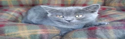 British Shorthair cats for sale: Super GCCF registered kittens  - Advert 6