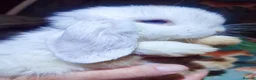Mini Lop rabbits for sale: Baby Mini Lops - Advert 11