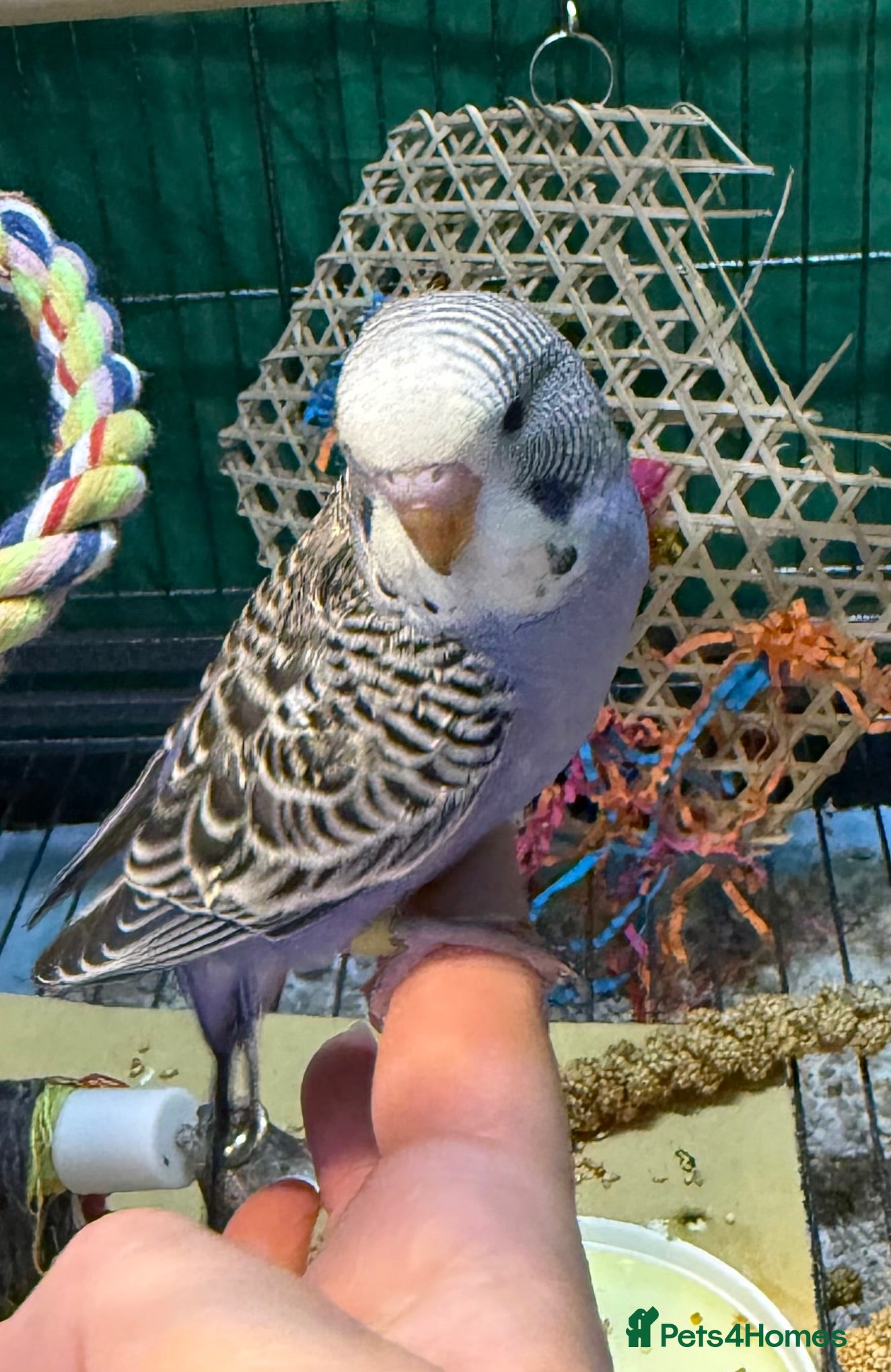 Budgerigars birds 7 week old purple boy budgies  - Advert 1