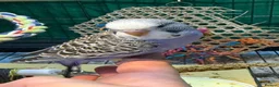 Budgerigars birds for sale: 7 week old purple boy budgies  - Advert 1