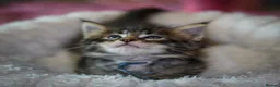 Maine Coon cats for sale: Gorgeous full breed Mainecoon kittens ready July  - Advert 10