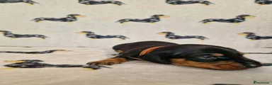 Miniature Dachshund 2 (Orange collar)