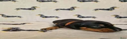 Miniature Dachshund dogs for sale: Beautiful home-reared Miniature Dachshund Puppies - Advert 14