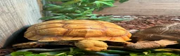 Tortoise reptiles for sale: Sulcata (True Ivory)  in Epsom - Advert 4