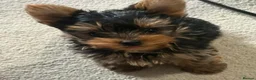 Yorkshire Terrier dogs for sale: Beautiful Yorkshire Terrier puppies for good homes in Cwmbran - Advert 3