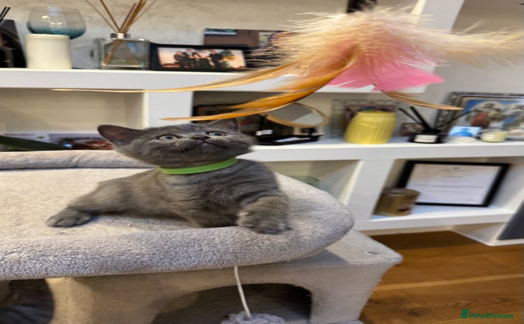 Scottish Fold cats - Advert 14