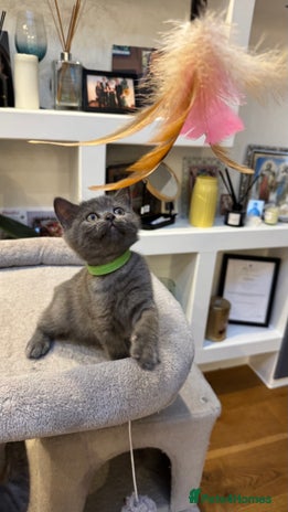 Scottish Fold cats - Advert 3