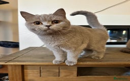 British Shorthair cats for sale: Looking for a Loving Home for 2 British Shorthairs - Image 3