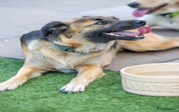 Mixed Breed dogs for adoption: Super Shelby - Image 25