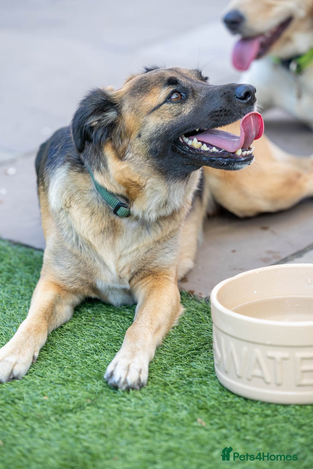 Mixed Breed dogs for adoption: Super Shelby - Image 25
