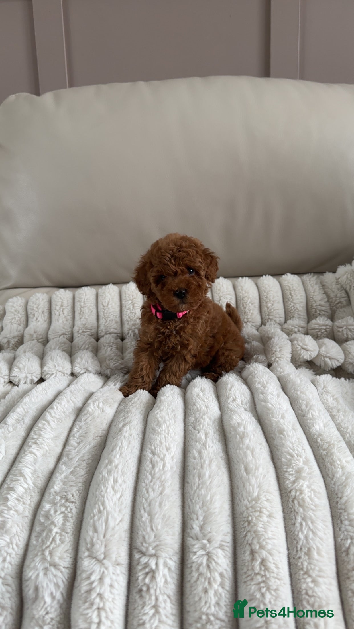 Toy Poodle dogs for sale: KC registered toy poodle puppies  - Advert 4