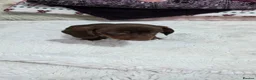 Miniature Dachshund dogs for sale: Miniature dachshund puppies  - Advert 10