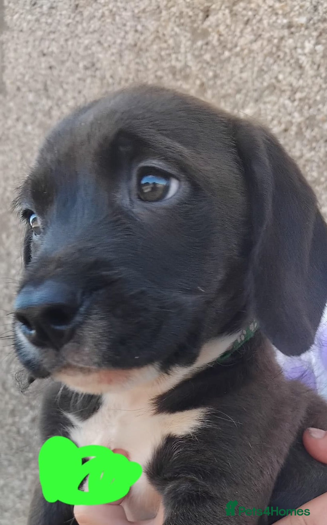 Mixed Breed dogs for sale: Beautiful Chunky Pocket Bully X Cockapoo  - Image 3