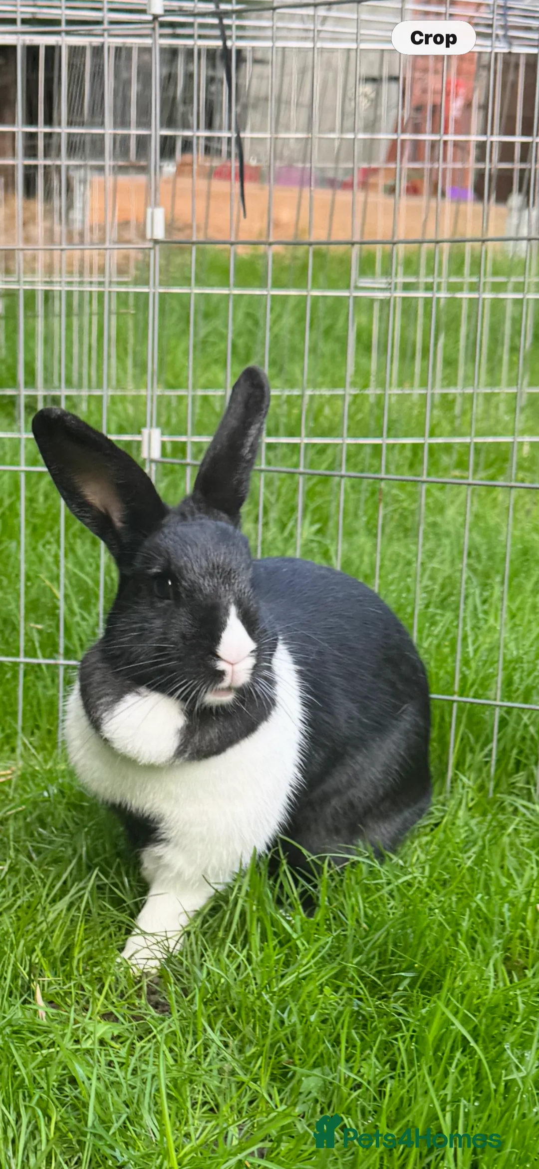 English rabbits for sale: Rabbits for rehoming  - Advert 10