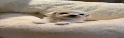 Maltipoo dogs for sale: *** Adorable Korean Maltipoo Babies *** - Advert 4