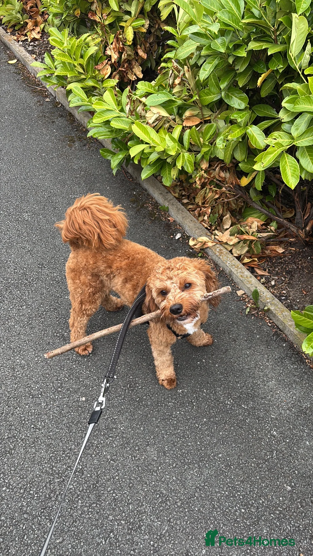Cavapoo dogs for sale: Arnie 🐶 A Little Bundle of Energy  in Newton-le-Willows - Advert 2