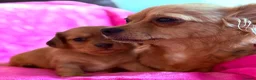Chihuahua dogs for sale: Chihuahua X Miniature Dashund - Advert 6
