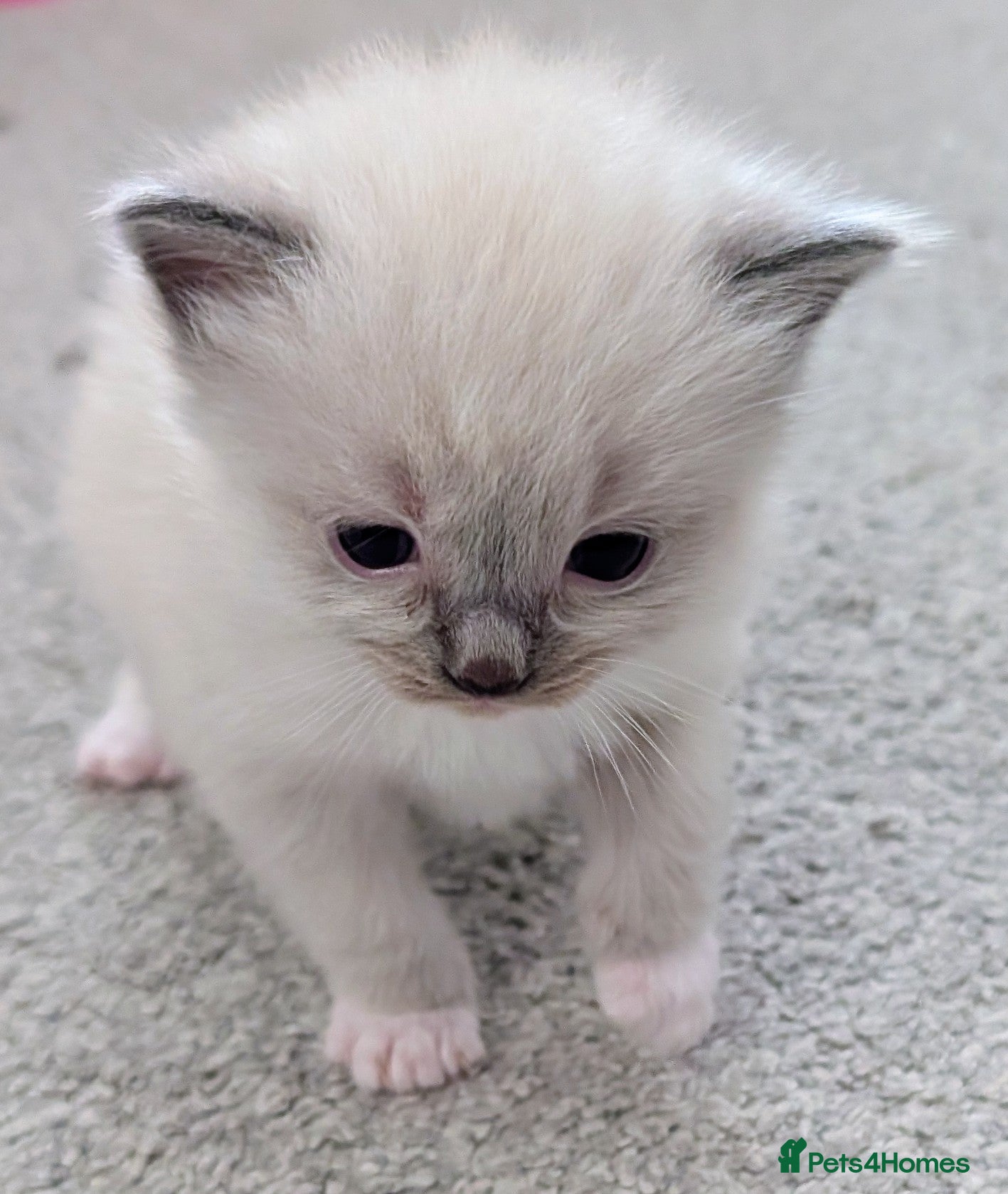 Ragdoll cats Ragdoll Kittens - Advert 9