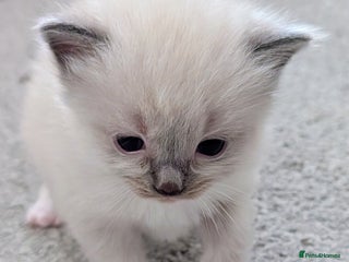 Ragdoll cats Ragdoll Kittens - Advert 2