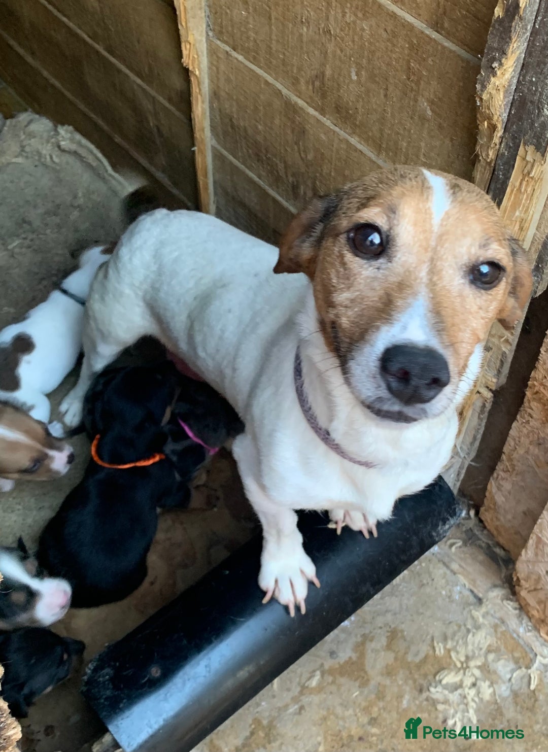 Jack Russell dogs for sale: Beautiful jack Russell puppies  - Image 2