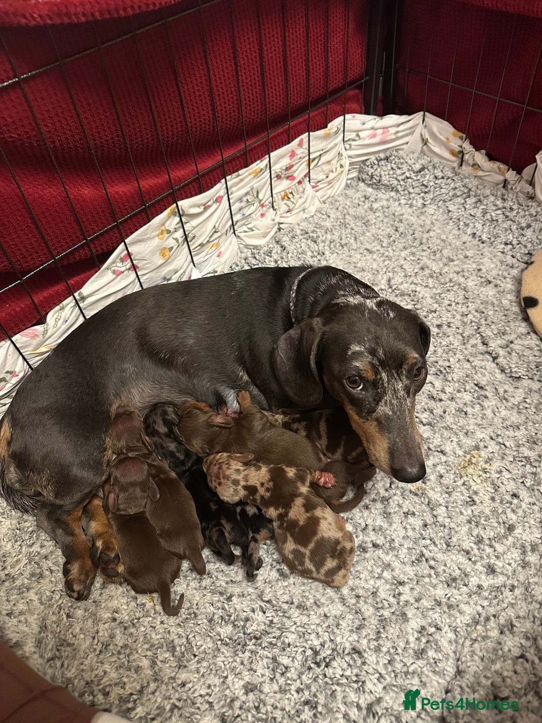Miniature Dachshund dogs for sale: Rainbow minture dacshund babies  - Advert 2