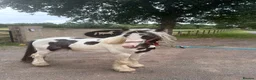 Irish Cob horses for sale: Tony the pony  - Advert 5