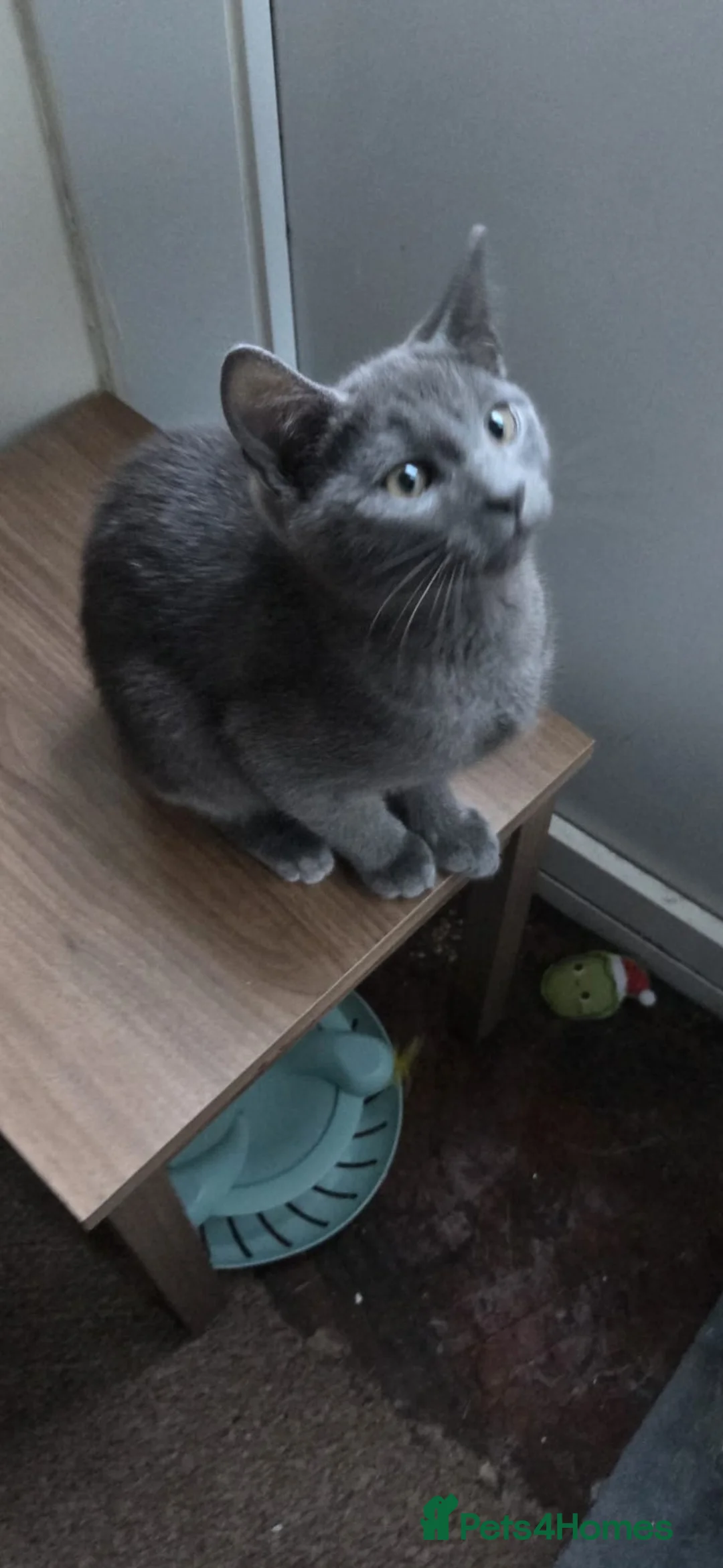 Russian Blue cats for sale: Emma blue - Advert 1