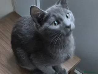 Russian Blue cats Emma blue - Advert 5