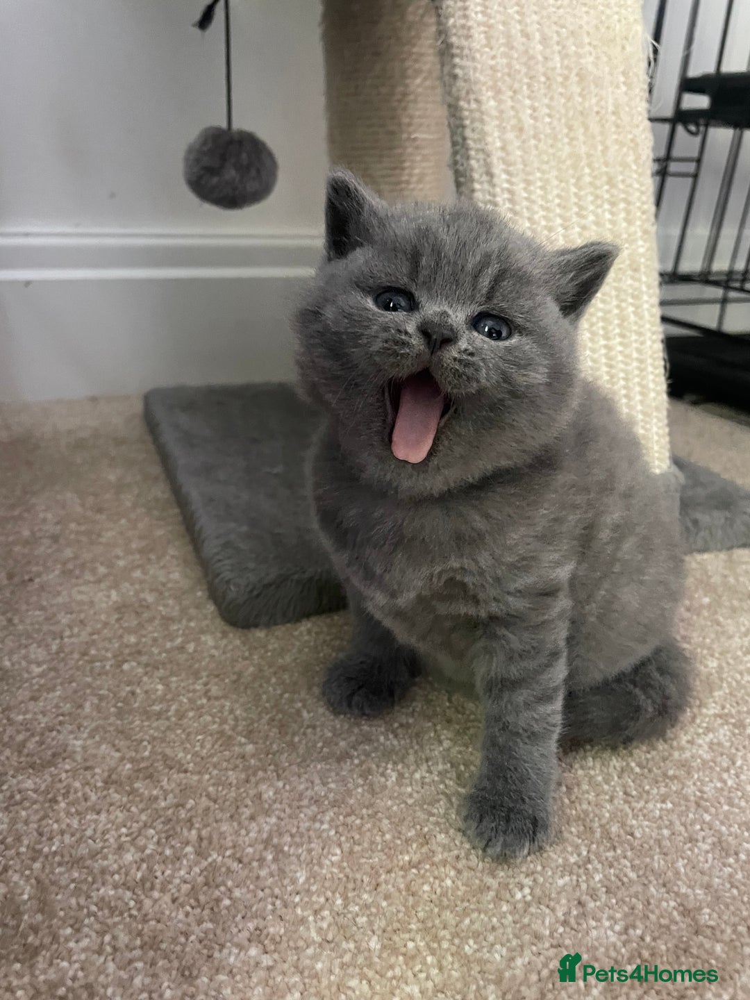 British Shorthair cats for sale: Beautiful, chunky, British shorthair kittens  - Advert 2