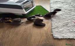 British Shorthair cats for sale: 3 british short hair kitty’s for sale  - Image 10