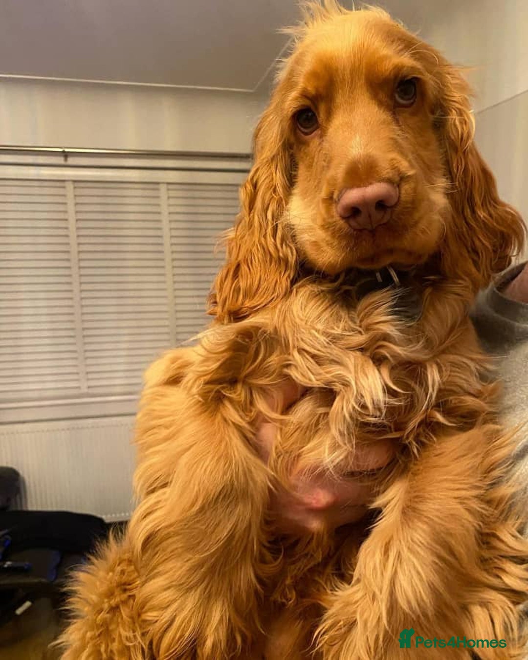 Cocker Spaniel dogs for sale: Cocker Spanie Looking for a Loving Home - Advert 3