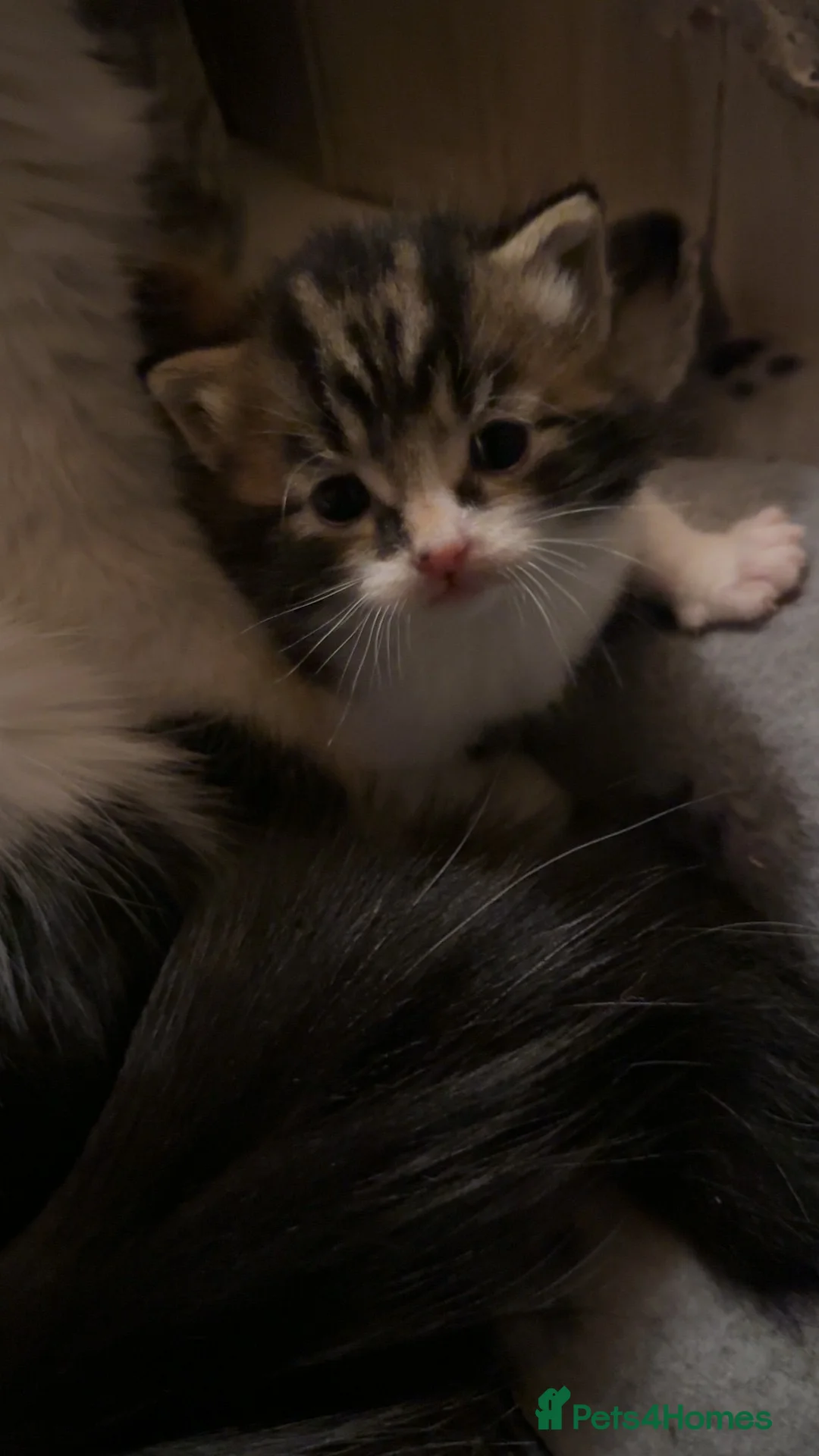 Domestic Shorthair cats for sale: Semi-Longhaired Sweet, warm eyed boy, 7 weeks old - Advert 8