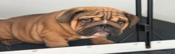 English Bulldog dogs for sale: Quality English bulldogs  - Advert 3