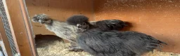 Chickens poultry for sale: Various chickens and ducks for sale - Advert 4
